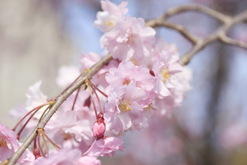 枝垂桜