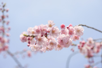 枝垂桜
