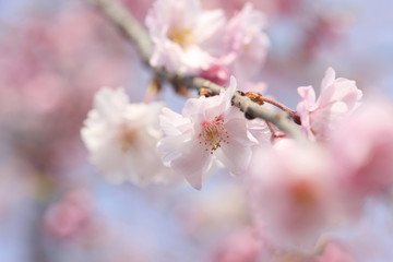枝垂桜