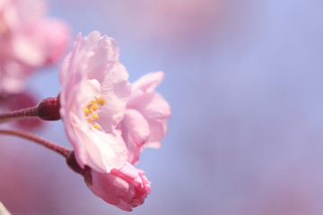 枝垂桜