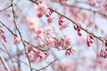 枝垂桜