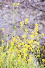 菜の花と桜