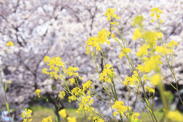 菜の花と桜