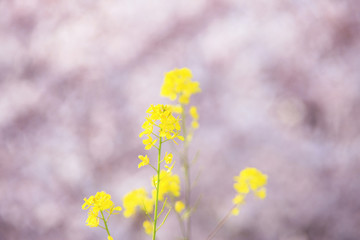 菜の花と桜