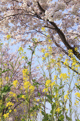 菜の花と桜