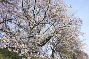 Fototapeta premium 桜