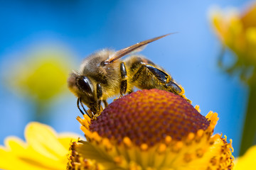 a bee collect nectar on blue sky - 17347411