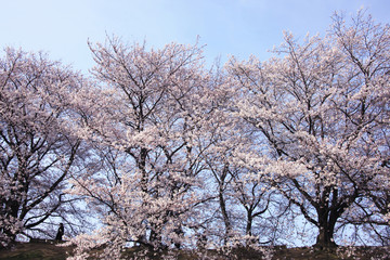 桜