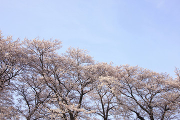 Fototapeta premium 桜