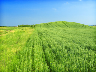 Wheat field