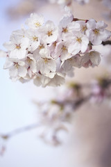 桜クローズアップ