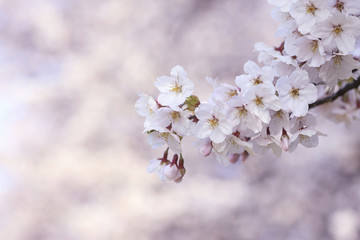 桜クローズアップ