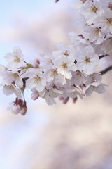 桜クローズアップ