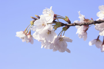 桜クローズアップ