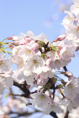 桜クローズアップ