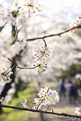 哲学の道の桜