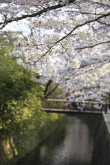 哲学の道の桜