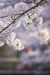 哲学の道の桜