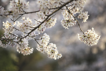 桜
