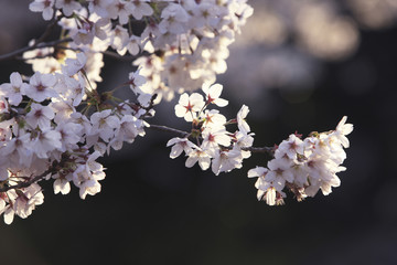 桜