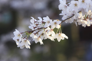 桜