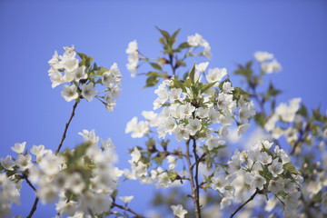 桜