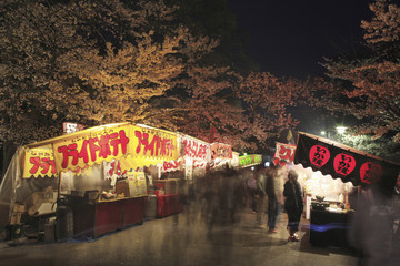 Fototapeta premium 円山公園の夜桜