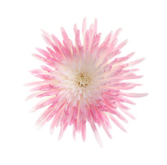 Pink aster, isolated.