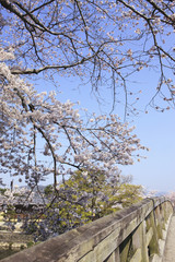 春の嵐山