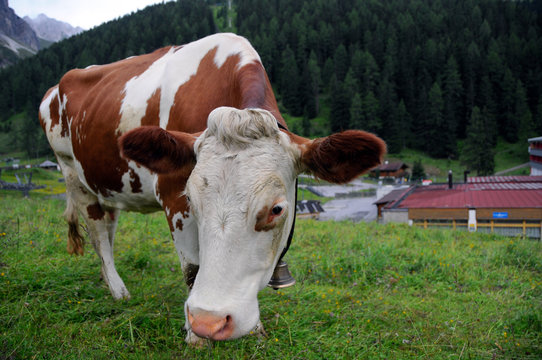 Tyrolean cow