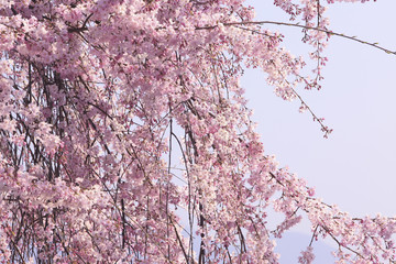 枝垂れ桜