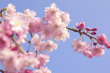 枝垂れ桜