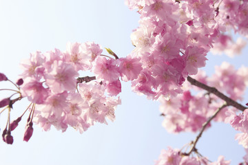 枝垂れ桜