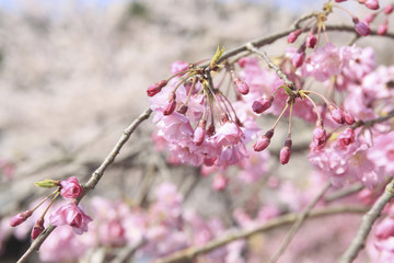 枝垂れ桜