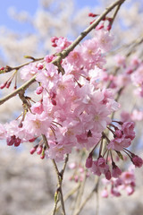 枝垂れ桜