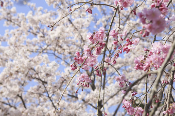 枝垂れ桜
