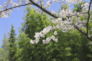 桜と竹林