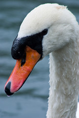Close Up Of A Mute Swan's Head