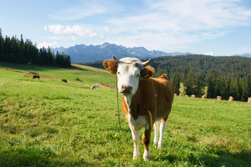 Fototapeta na wymiar Krowa w górach