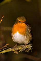 Robin in Autumn