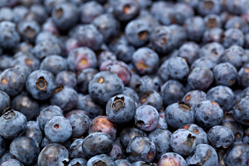 plenty of blueberries