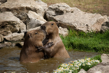 Two Capybara play fighting in water
