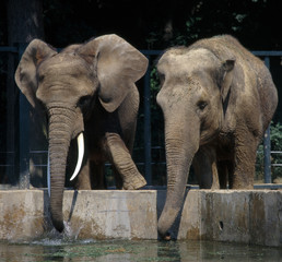Elefant_114519