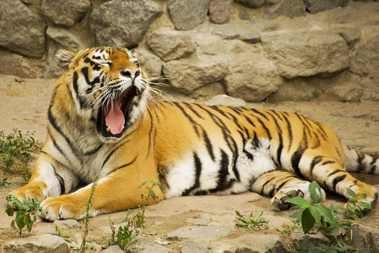 young Amur tiger in captivity zoo