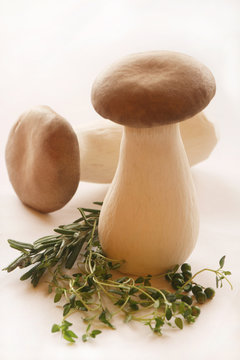 King Oyster Mushrooms