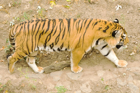 young Amur tiger in captivity zoo