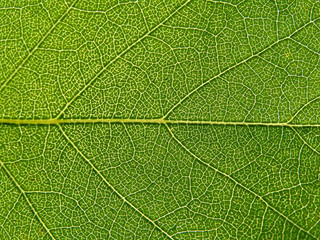 texture of the sheet of the birch