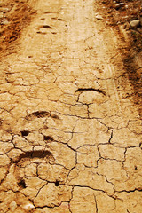Horse tracks
