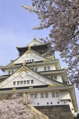 Fototapeta premium 大阪城の桜
