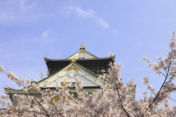 Naklejka premium 大阪城の桜